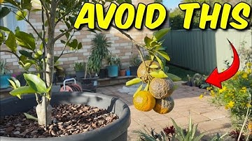 7 Deadly Mistakes Killing Your Potted Fruit Trees (Fix #3 Now!)