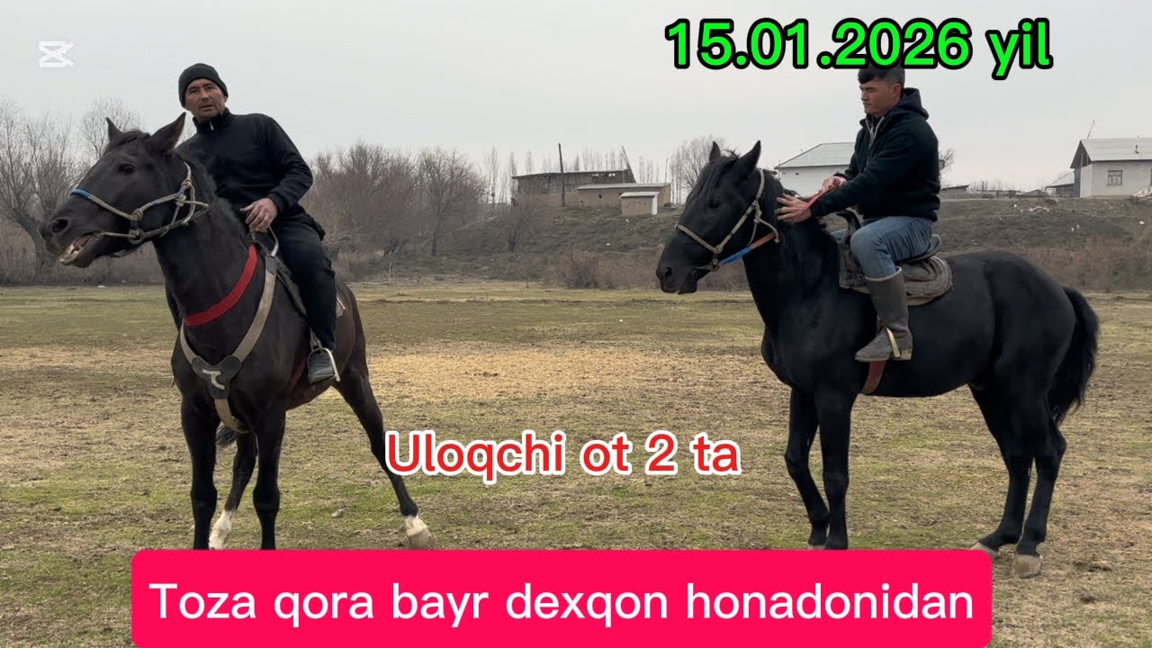 Uloqchi otlar 2 ta toza dexqon honadonidan 