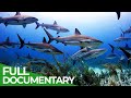 Animal&#39;s Super Senses - The Most Amazing Senses | Free Documentary Nature