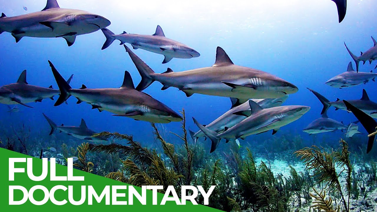⁣Animal's Super Senses - The Most Amazing Senses | Free Documentary Nature