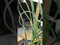 #harvesting my first #garlicscapes from #garlicincontainers