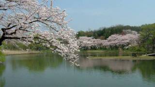 Cherry Blossoms In Morioka 2010