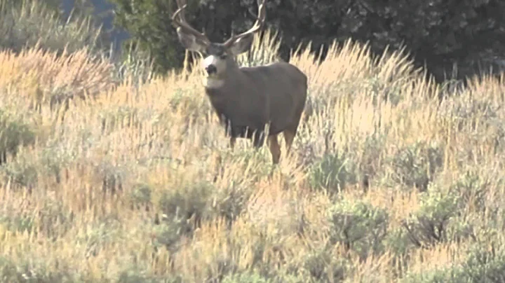 Utah Buck Deer 2013