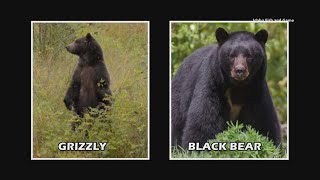 Black bear tags open for 2026 hunting season