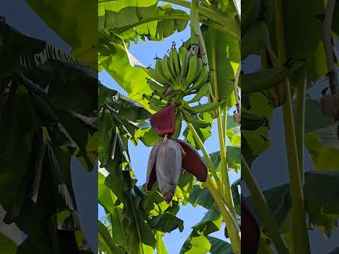 Самое крупное травянистое цветковое растение 🪴🍌 #банан #флорида #растения #жизньвамерике #сша