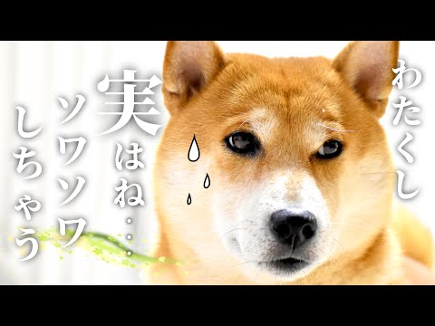 あるじのステップを封じた柴犬こむぎが己の腹モフを駆使して使用済◯◯を封印するも少し不安だった話【三浦半島の畑道】
