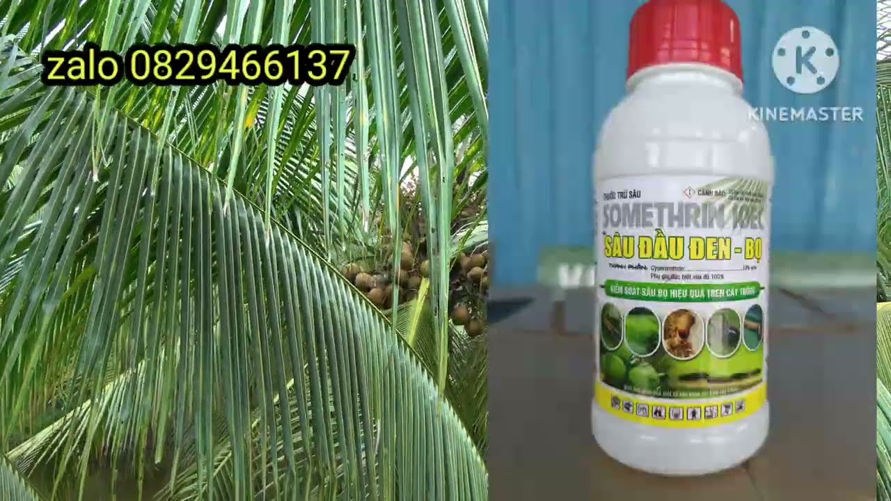 giải pháp phòng trị sâu đầu đen hại cây dừa,,, thuốc đặc trị sâu đầu đen hại dừa