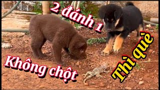 Cười bò🤣🤣 Cuộc chiến giữa chó và tắc kè #dong_vat_hai_huoc #funny dog