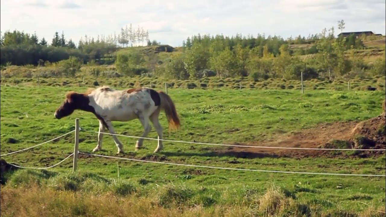 horse getting up on his own YouTube