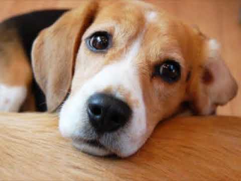 闘犬廃止を求めましょう 犬は傷つきたくない 愛されたい 愛情たっぷりな生き物 動物愛護 Youtube