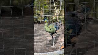 Minizoo part3 #bali #travel #shorts #youtubeshorts #fyp