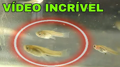 Como se reproduz a traíra?