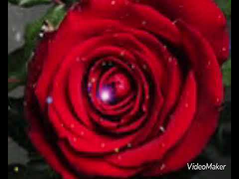 وائل جسار مليون احبك