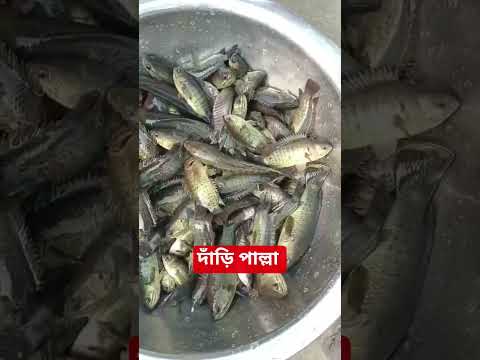 দ ড প ল ল ইনশ আল ল হ দ ড প ল ল ইনশ ল ল হ Shorts Viral Shorts Sex Video 