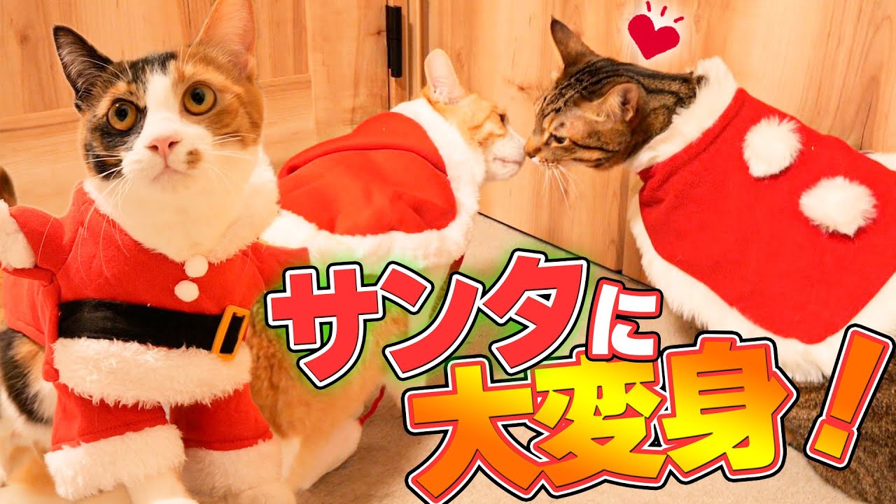 My cats transformed into Santa Clauses for Christmas! - YouTube