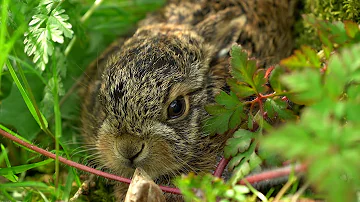 Hare Raises Baby Leveret in My Back Garden | Discover Wildlife | Robert E Fuller