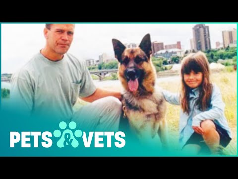 Video: iHeartDogs verhoogt samen met meer geld $ 20k voor veteranen en huisdieren