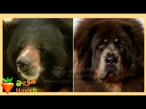 تصویری: نحوه درمان استافیلوکوکوس اورئوس در سگ