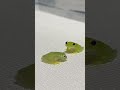 目がパチパチして可愛いぷよぷよカエル。#グミガエル#フライシュマンアマガエルモドキ