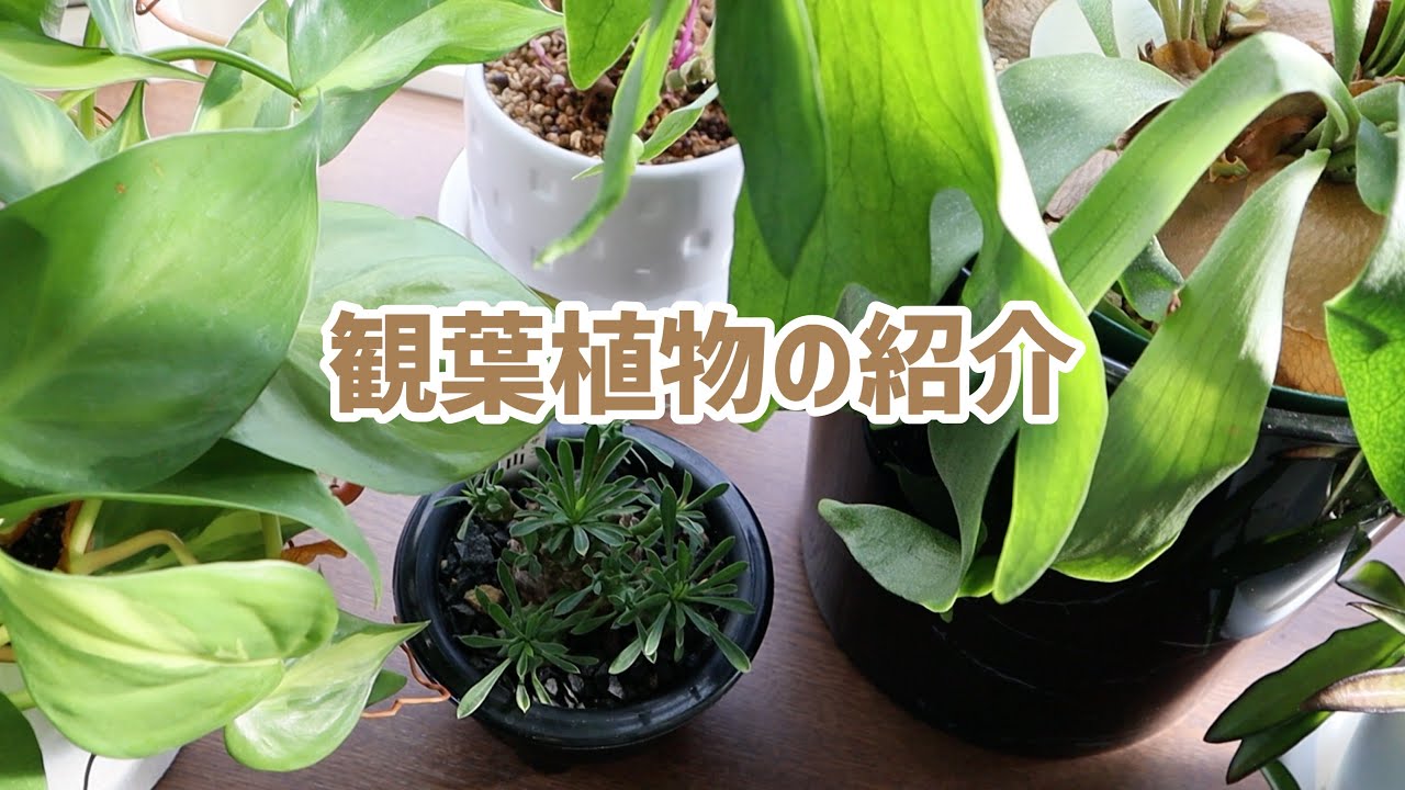 観葉植物 窓際の植物達を紹介します Part2 10月 Youtube