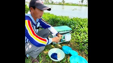 Pha mồi câu cá chép tự nhiên #fishing #cauca #phuhaifishing