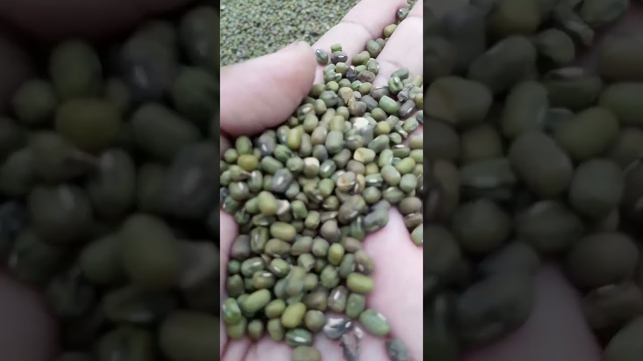 New Moong in piplan Mandi 2025 l Bashir Sandhila