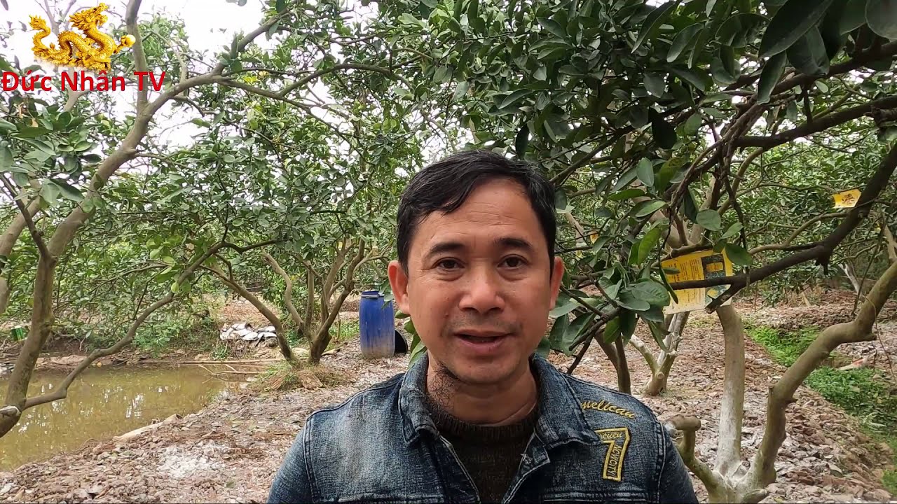 Thời điểm vàng để tưới nước giúp cây bưởi diễn ra hoa sai, to tỷ lệ đậu quả cao- Đức Nhân TV