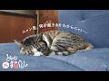 かけがえのない存在『小林宅の猫』