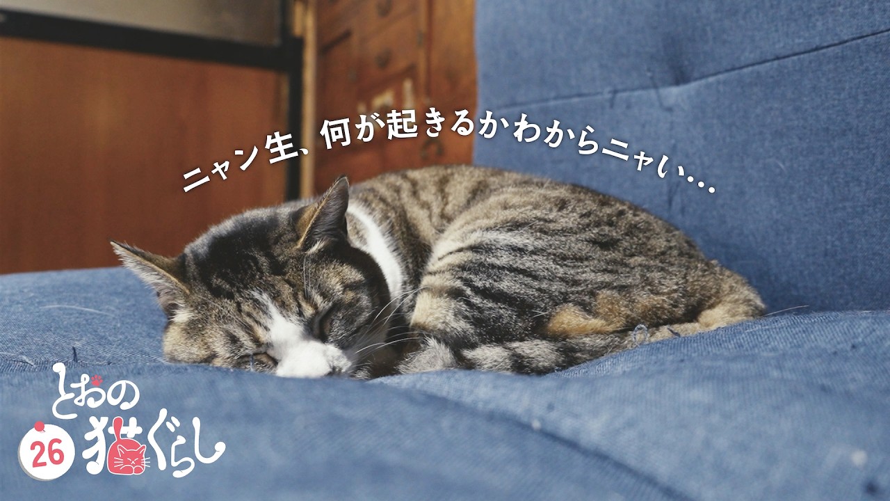 Irreplaceable Companions: The Kobayashi Family Cats - YouTube