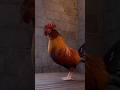 Rooster Catches a Theif 🐓 #facts #shorts #rooster #didyouknow #viral
