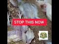 Why Broiler Chickens Die Suddenly (Top 7 Causes Every Farmer Must Know)