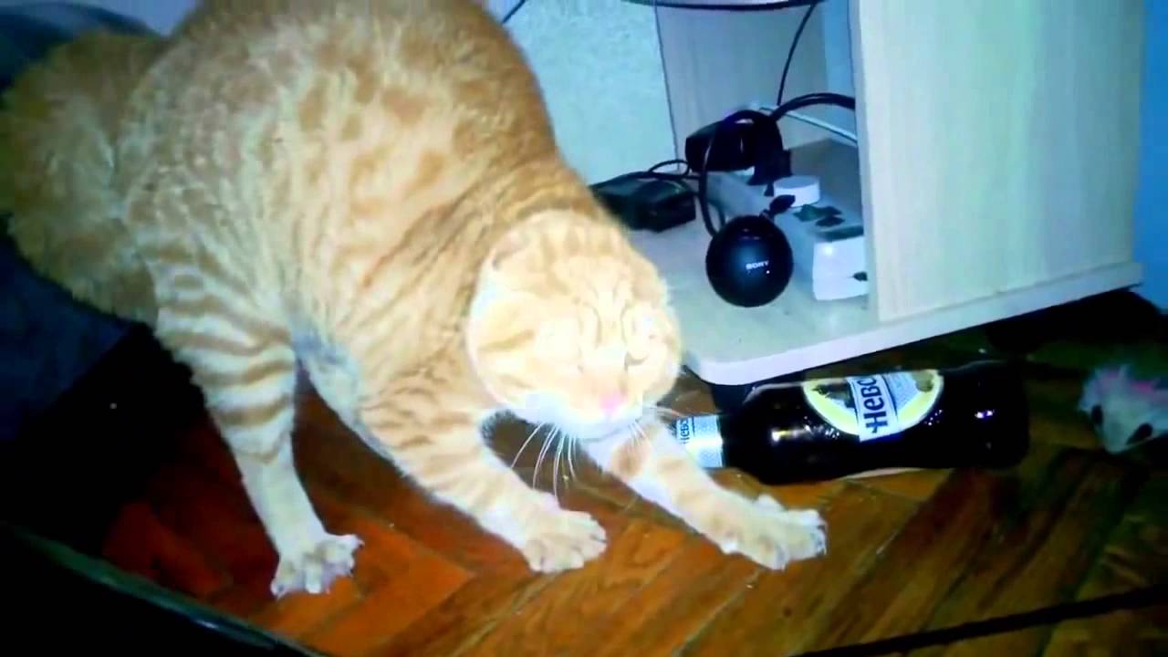 camera iphone 8 plus apk FUNNY ANIMALS COMPILATION 2014: Funny Cat vs Flowers
