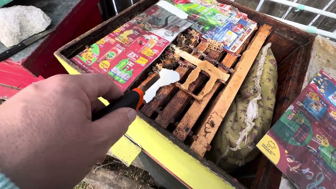 22.02.2026 🐝 Restrângere cuib 