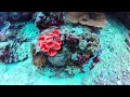 Scuba Diving in Coron Palawan, Philippines with Raggea Dive Center