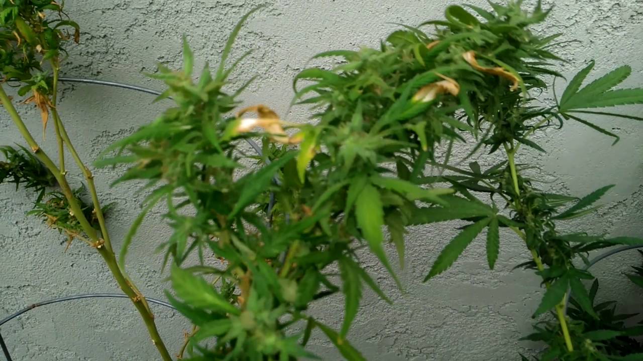 Foxtail good or bad. or mutation