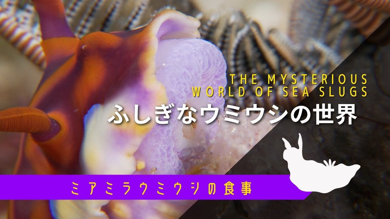 カイメンを食べるミアミラウミウシ『ふしぎなウミウシの世界 No.１ 』/Miamira flavicostata , Nudibranch eating sponge | suitube7
