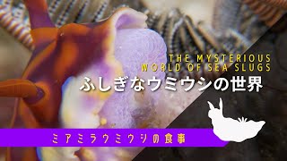 Nudibranch Miamira Flavicostata Eating Sponge Wow Big Mouth Youtube