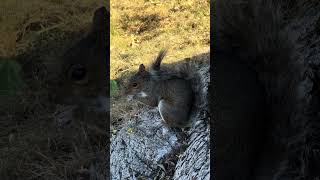 Do not you see? I&#39;m having lunch #funnyanimals #animals