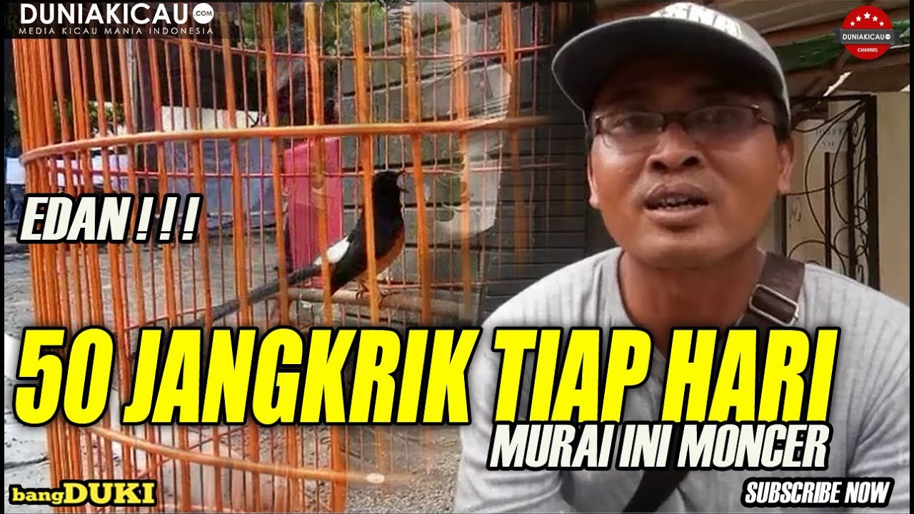 EDAN!!! DENGAN 50 JANGKRIK TIAP HARI MURAI INI MONCER ||setingan murai batu dan rawatannya