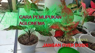 013 Pupuk Aglonema Ragam Komposisi Dan Cara Menggunakannya