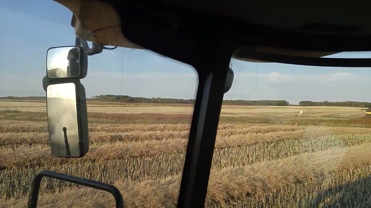 2017 Combining Canola 2x New Holland CR960 #2
