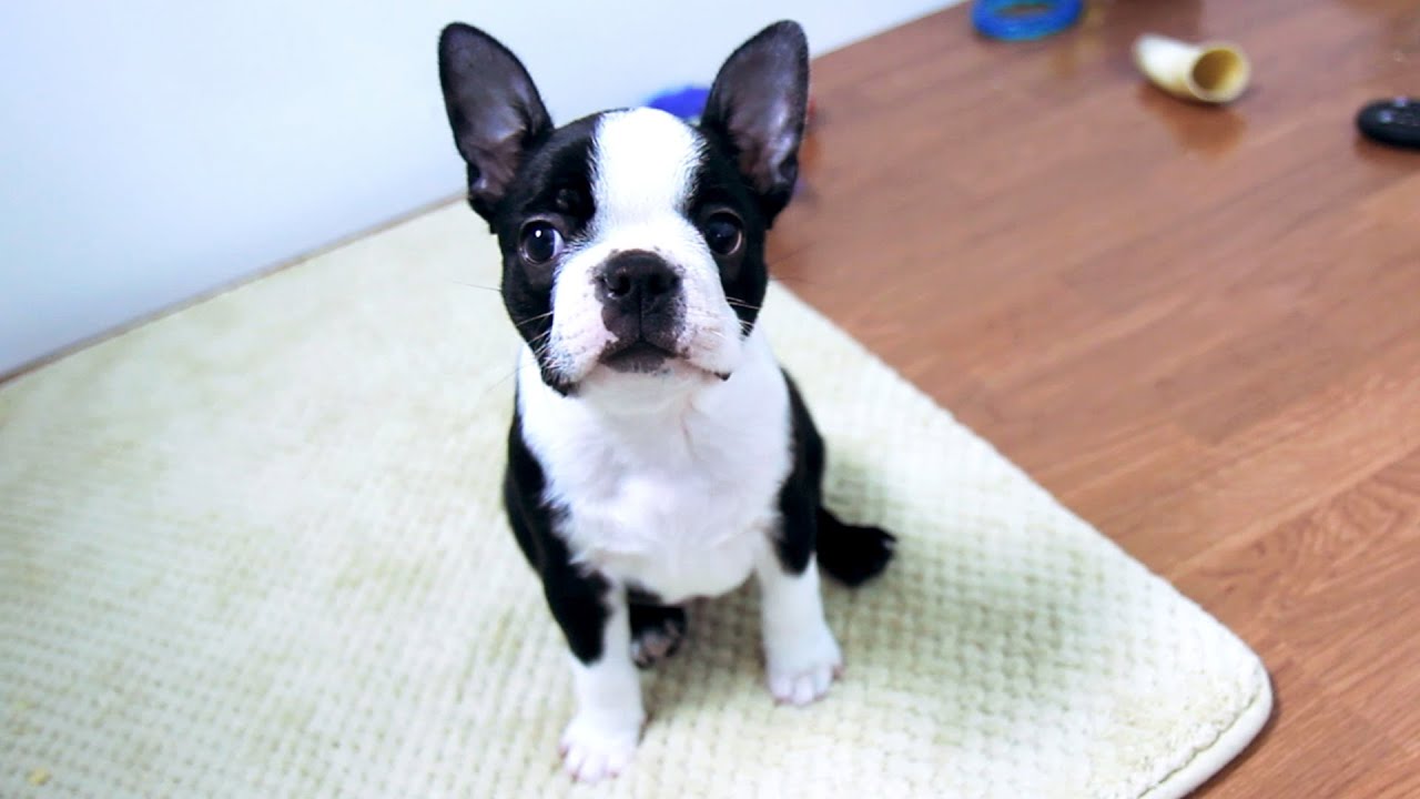 boston terrier puppies playing