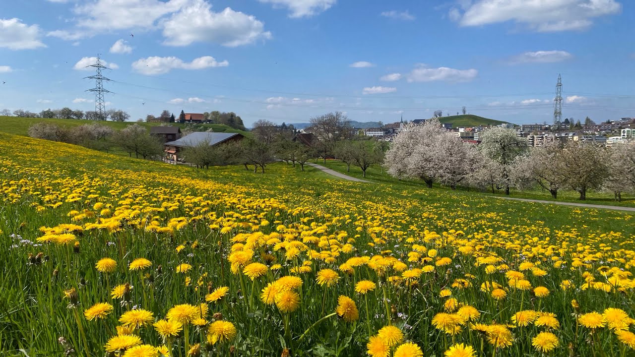 Chriäsibäum und meh! 🍒 Zugerberg bis Menzingen