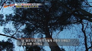 100년 넘은 소나무 발견! [뉴 코리아 헌터] 29회 20161219