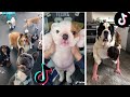 Doggos Doing Funny Things ~ Cutest Puppies of TikTok! The Dog Squad