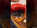 Крысы сами всё сделают. #rats #крысы