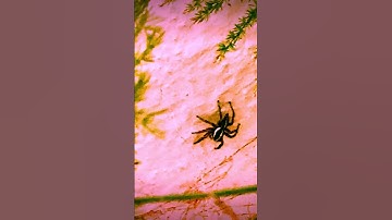 Spider #Shorts #web #spiderweb #viral #insect #spiderman