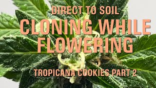 Tropicana Cookies - cloning while flowering part 2