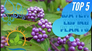 Top 5 | Water Loving Plants!
