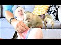 Sisters Help Baby Ava | Capuchin Monkey | Baby Monkey | Pet Monkey